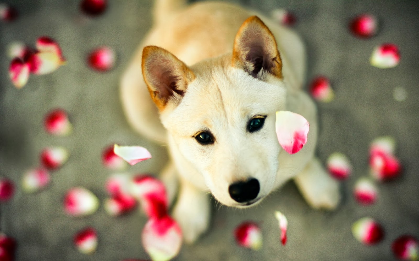 10 Wallpaper Anjing Lucu Dan Menggemaskan Deloiz Wallpaper