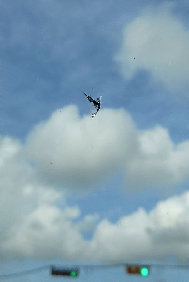 20 Pictures Prove That 'Accidental' Art Can Be Astonishing - A Rock Created Bird Shaped Window Art On My Car