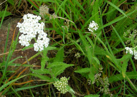 yarrow, Boulder Colorado