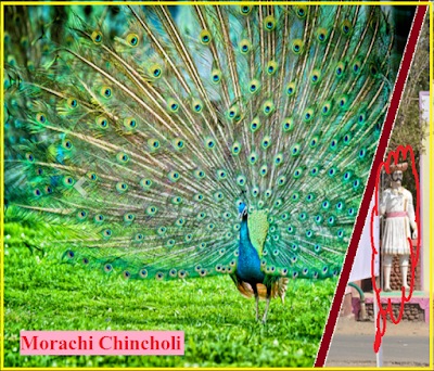 Morachi Chincholi Information in Hindi