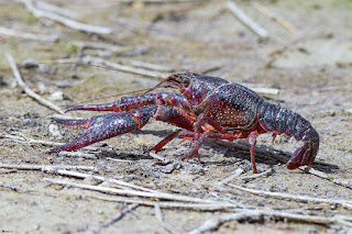 cangrejo-rojo-americano-procambarus-clarkii-especie-invasora-