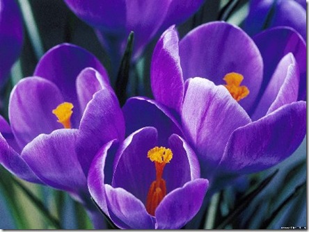flower7