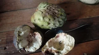 Cherimoya fruits, open and closed, outside green, inside white with black seeds