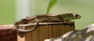 Mrs Lizard sunning herself