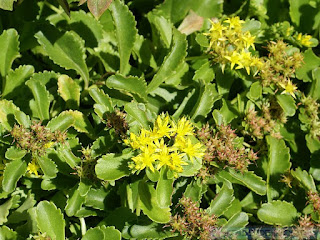 Orpin selskianum - Phedimus selskianus - Sedum selskianum