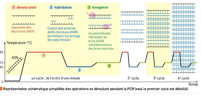 تحميل درس "la réplication de l'ADN et variabilité génétique" بحلة جديدة وفق برنامج 2019 باللغة الفرنسية