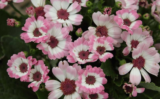 Cineraria Flowers Pictures