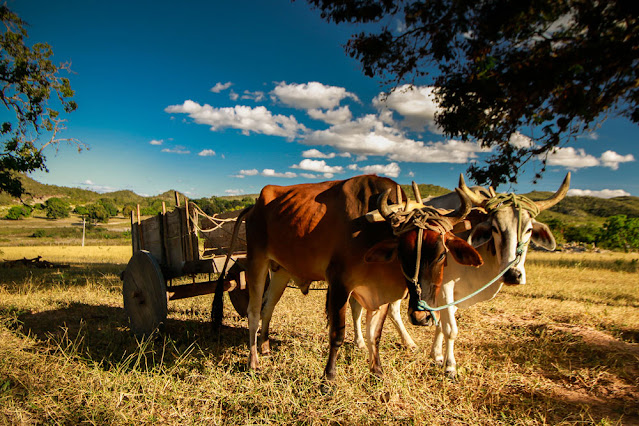 Turismo Rural. Carro de Boi (Foto: Dmitri de Igatu)