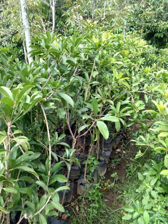 pohon sawo terlengkap Tangerang Selatan