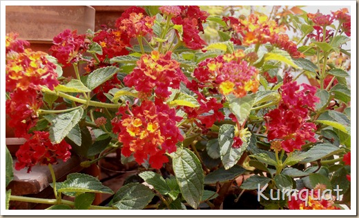 lantana 4