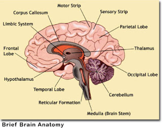 Brain Anatomy