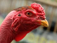 Tips Memilih Ayam Aduan Bagus Berdasarkan Mata Ayam