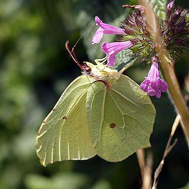 Gonopteryx rhamni che si nutre. Foto di Andrea Mangoni.