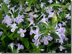 Barleria