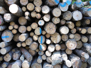 Disques de bois, malooka