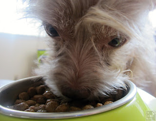 Bailey eating Pinnacle Duck and Sweet Potato Holistic Grain Free Dog Food