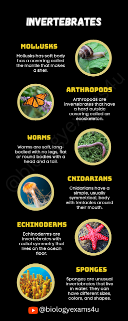 Invertebrates animals