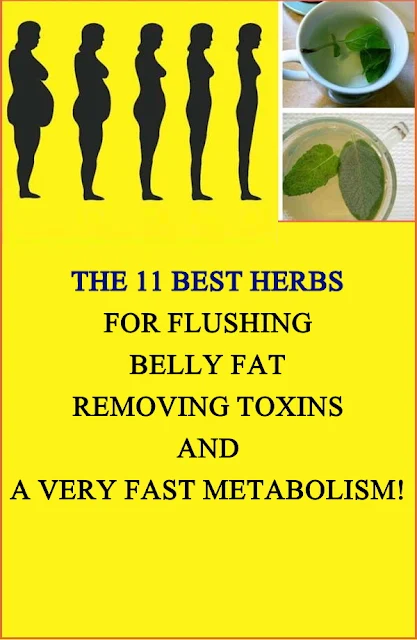 The 11 Best Herbs For Flushing Belly Fat, Removing Toxins And A Very Fast Metabolism!