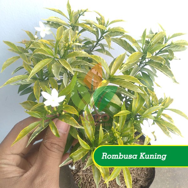 Rombusa Daun Kuning