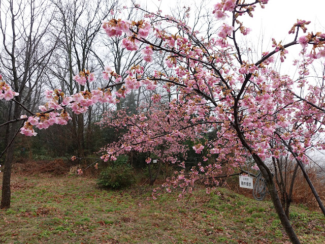 鳥取県西伯郡伯耆町丸山　伯耆町交流の森の河津桜