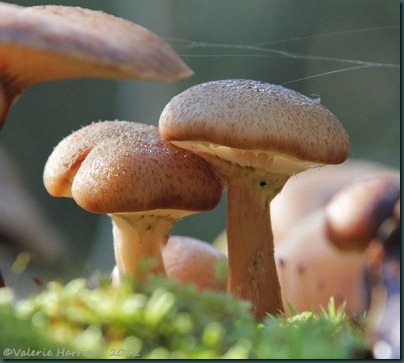 38-Honey Fungus (Armillaria mellea)