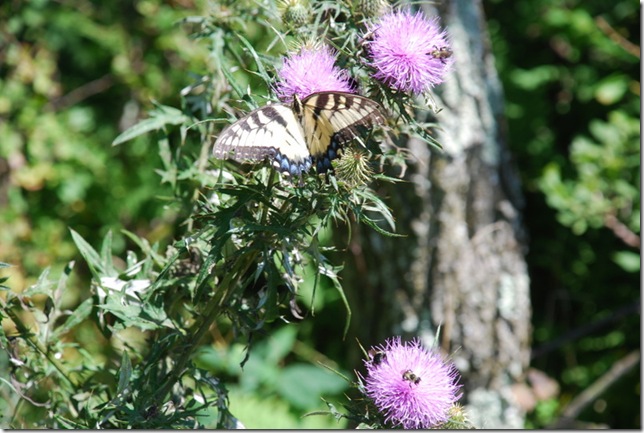 08-30-11 Shenandoah NP AT-HT 063