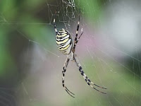 Argiope bruennichi