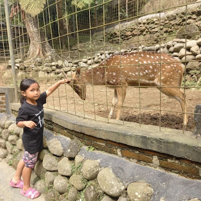 foto bersama rusa di wisata taman satwa kemuning
