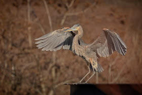 Great Blue Heron.