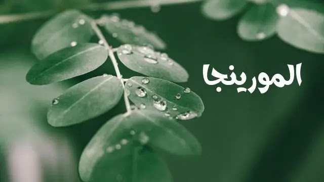 فوائد المورينجا: أهم 6 فوائد للصحة والجمال