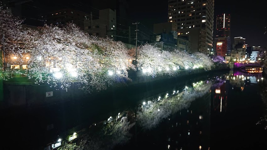 夜桜'22