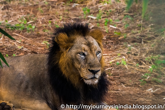 Lion at Vandalur Zoo