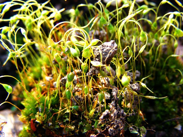 Bonfire Moss Funaria hygrometrica, Vienne. France. Photographed by Susan Walter. Tour the Loire Valley with a classic car and a private guide.