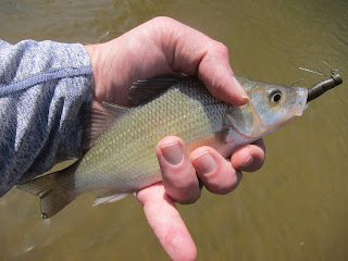 little patuxent white perch