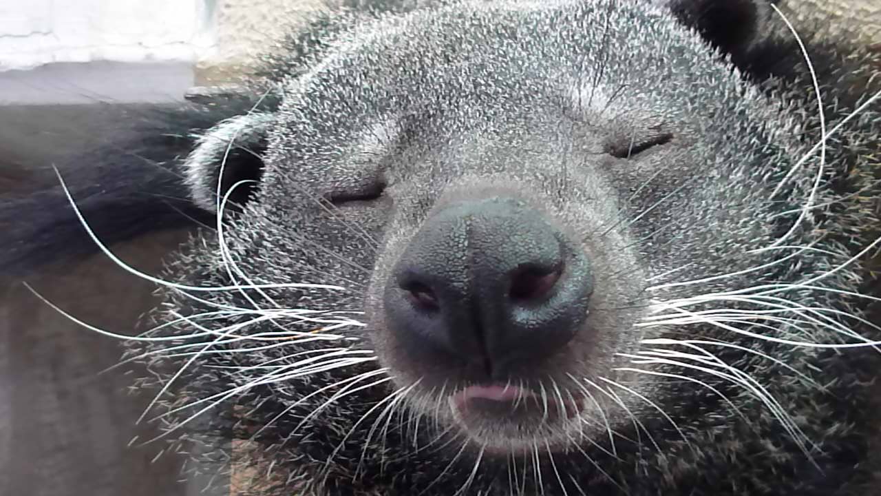 彼氏に寝顔撮られちゃった バックヤードからの写真展 その7