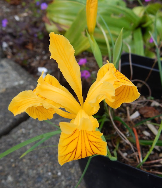 Golden Iris