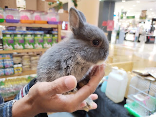 Netherland Dwarf