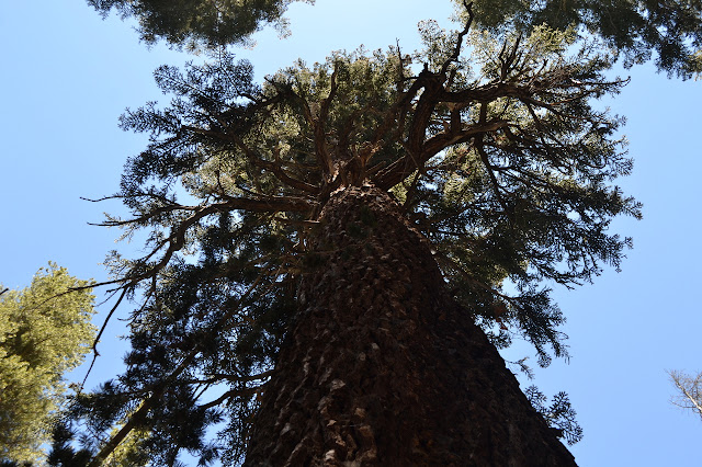 looking up to a high canopy on a big pine