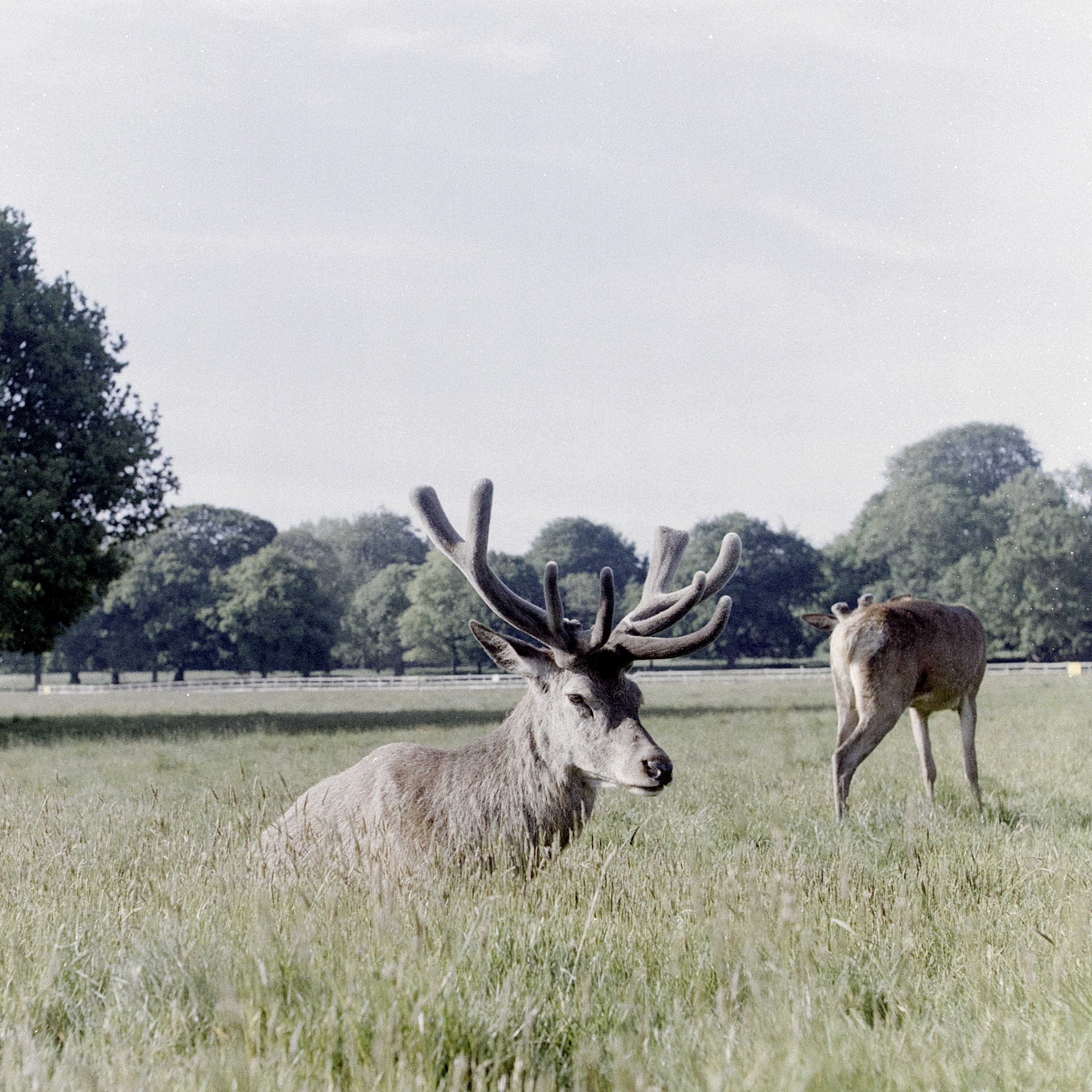 Deer sat in a field taken with lomochrome metropolis film