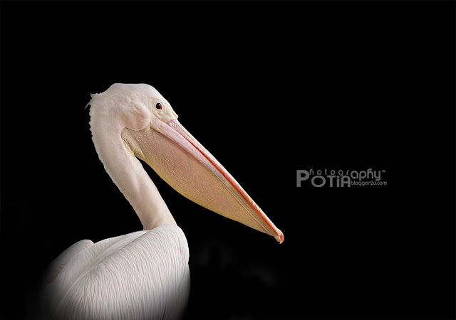 aktiviti burung di Paya Indah Wetlands