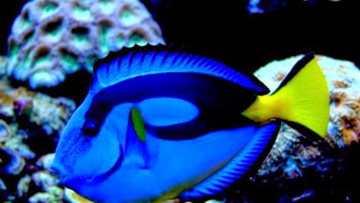 5 Jenis Ikan Hias Air Laut dan Cara Merawatnya