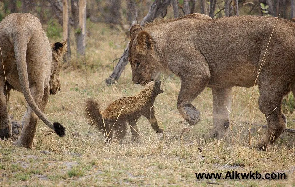 Honey Badger vs Lion