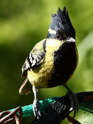 "Indian Yellow Tit (Machlolophus aplonotus) is a tiny but colourful songbird. Bright yellow plumage with contrasting black markings distinguishes this species.Perched on the garden fence."