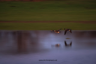 Wildlifefotografie Naturfotografie Lippeaue Sonnenuntergang Olaf Kerber
