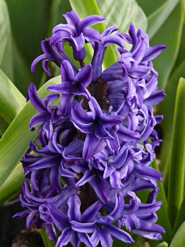 types of flowers d Hyacinth Flowers | 600 x 801