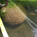 SCIENTISTS STUMBLE UPON A MUD-LIKE OBJECT WHILE CONDUCTING A RESEARCH INSIDE THE CANADIAN LAGOON!