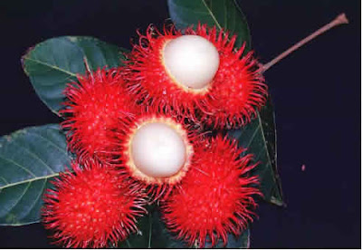 Rambutan