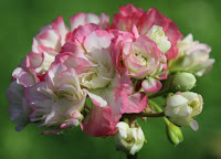 Pelargonie " Appleblossom"