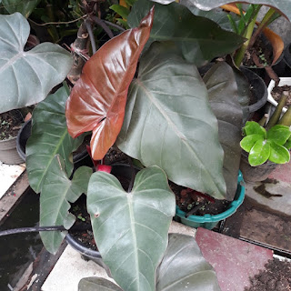 tanaman hias philodendron