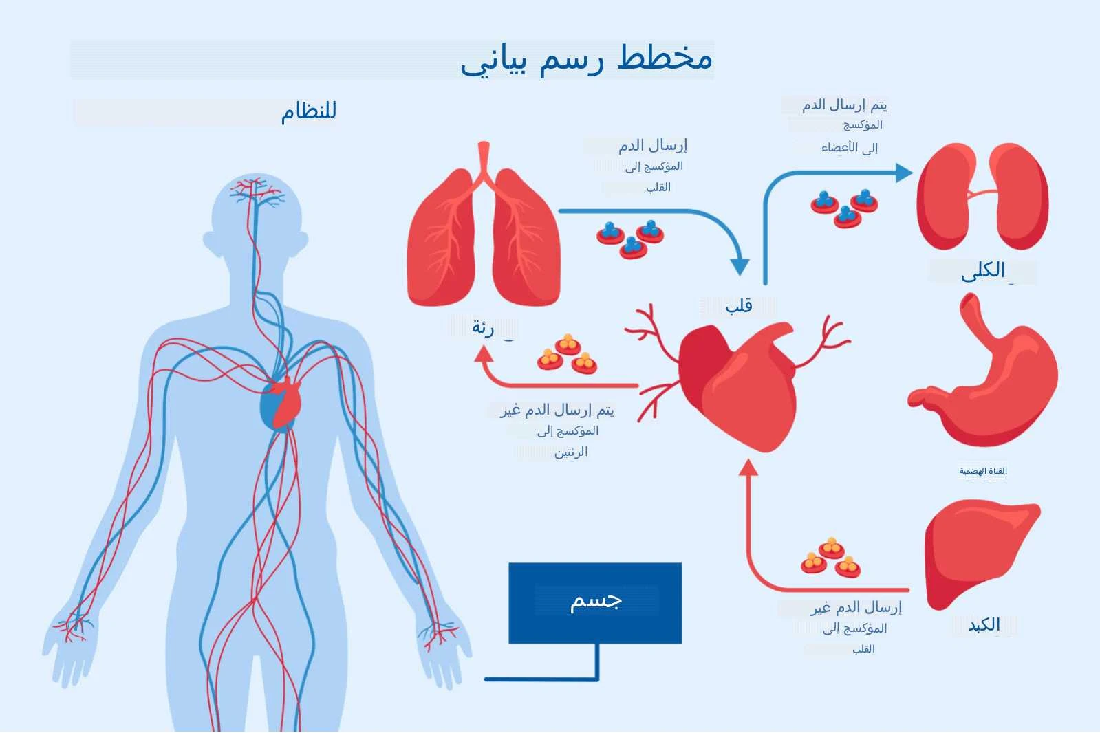مخطط رسم بياني للنظام إرسال الدم المؤكسج إلى القلب رئة يتم إرسال الدم غير المؤكسج إلى الرئتين جسم قلب يتم إرسال الدم المؤكسج إلى الأعضاء الكلى القناة الهضمية إرسال الدم غير المؤكسج إلى القلب الكبد